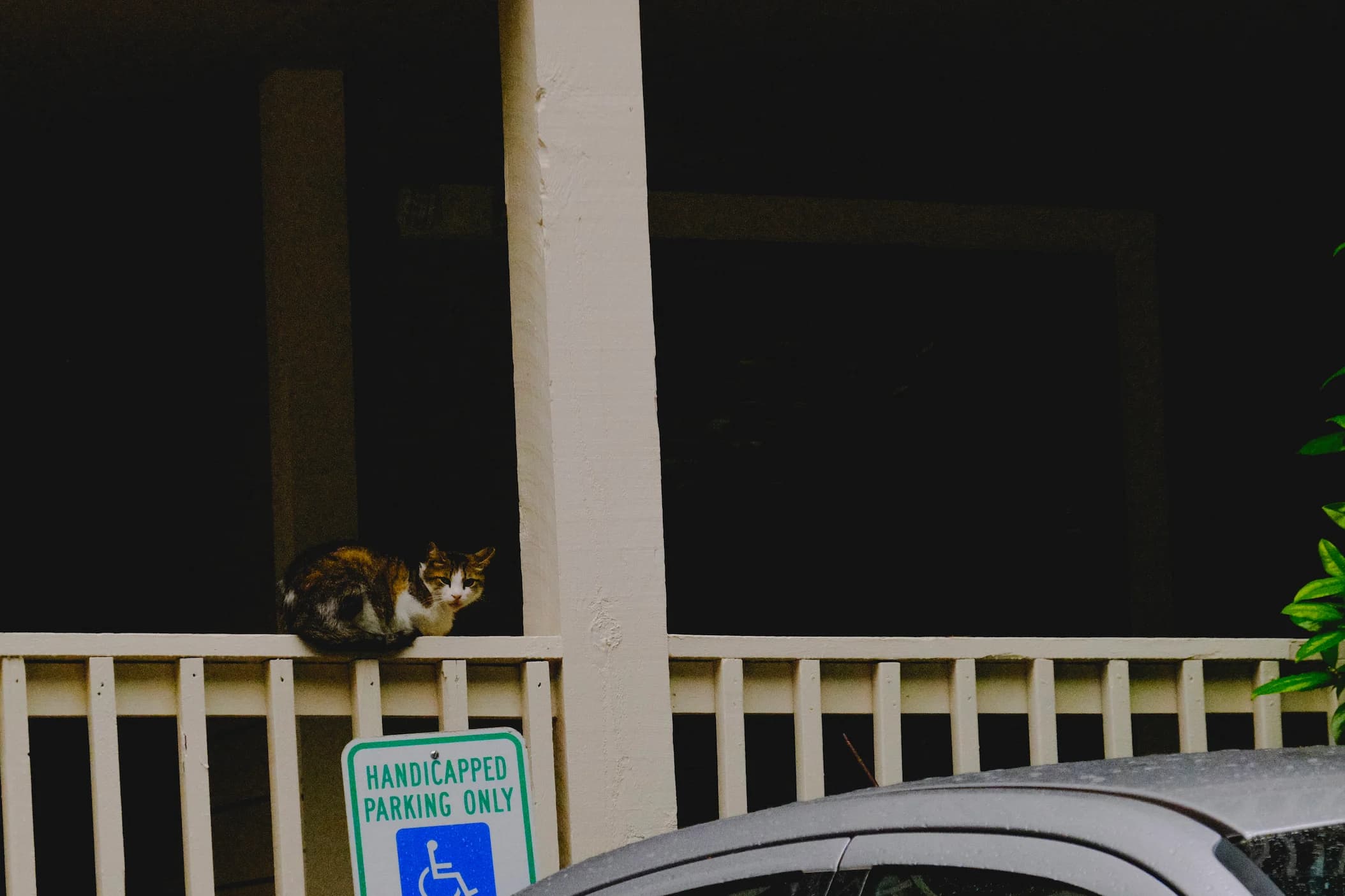 Cat sitting on fence