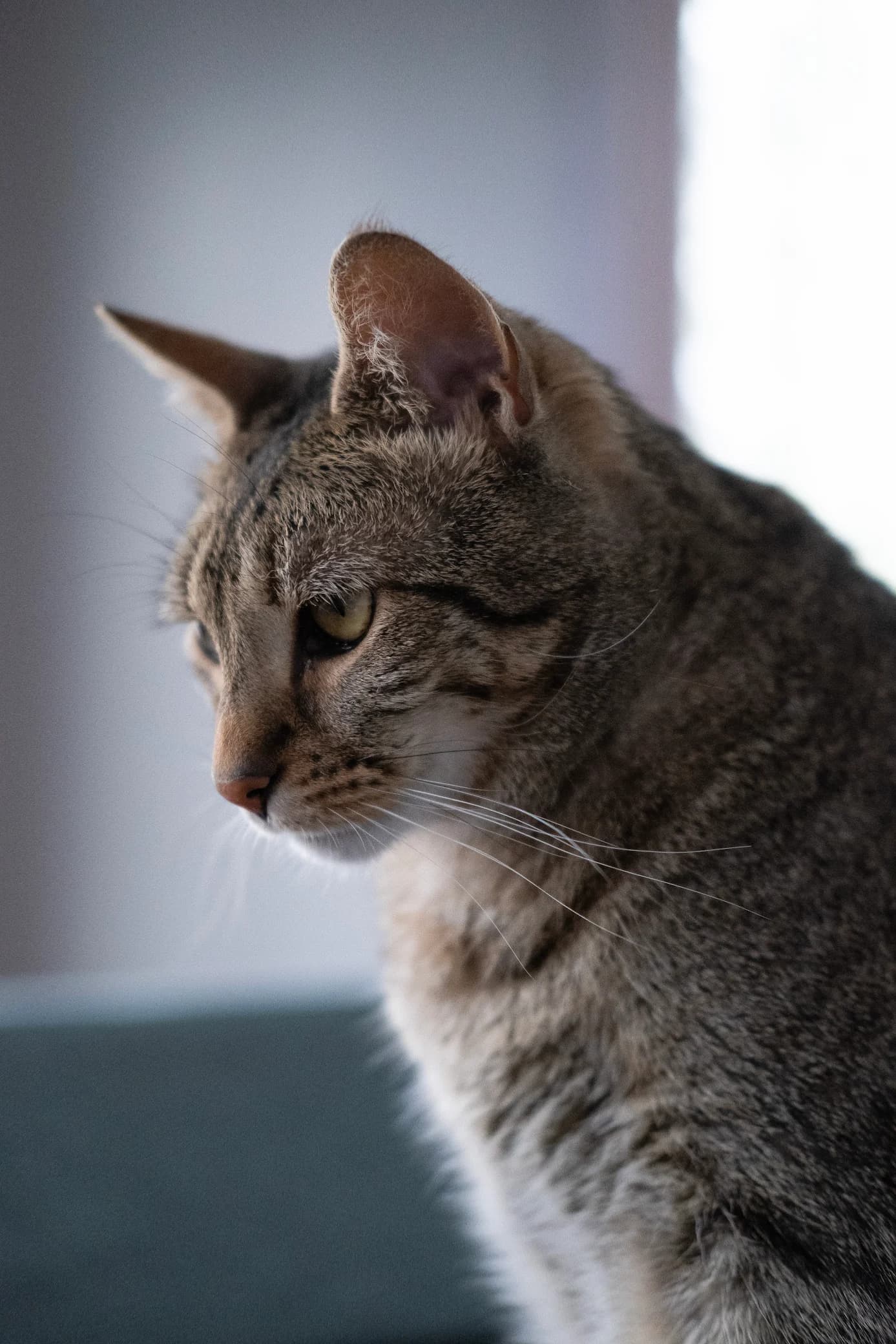 Cat sitting upright