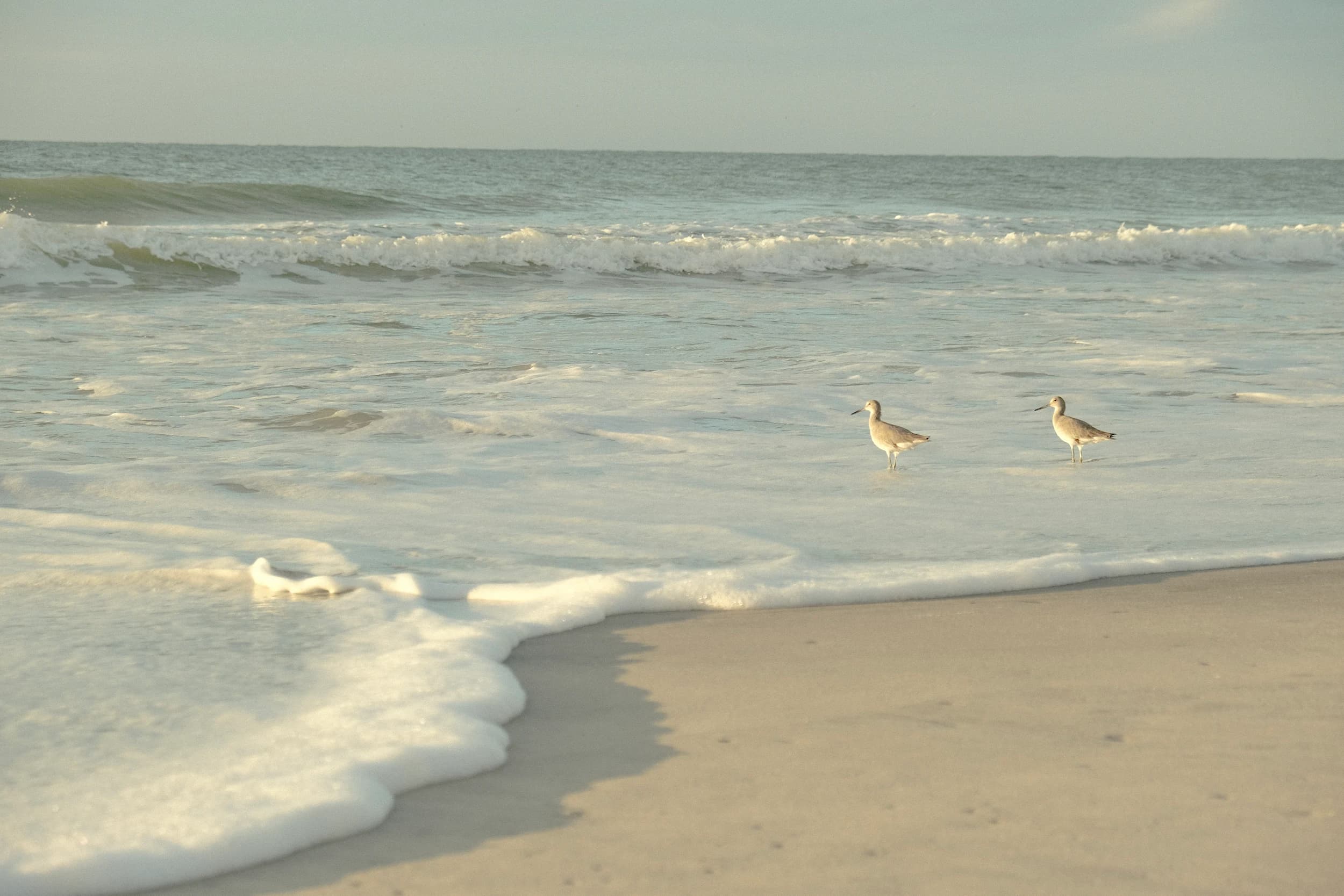 Two birds standing in beach waves