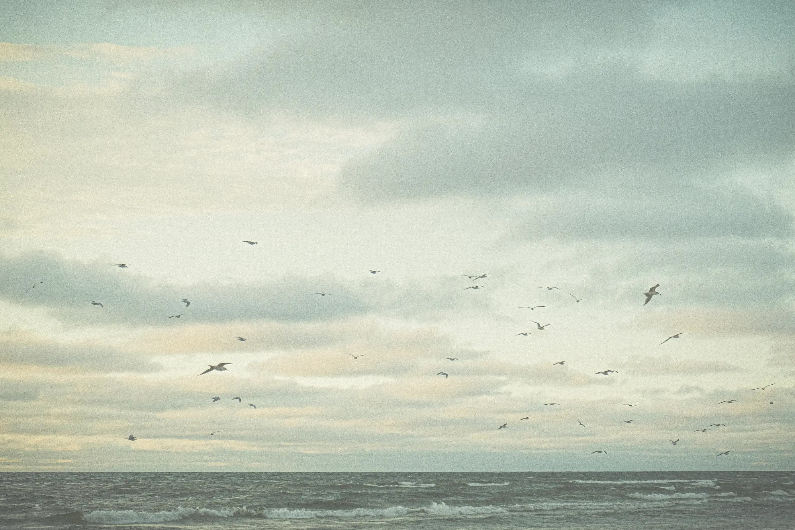 Group of seagulls flying above lake at beach